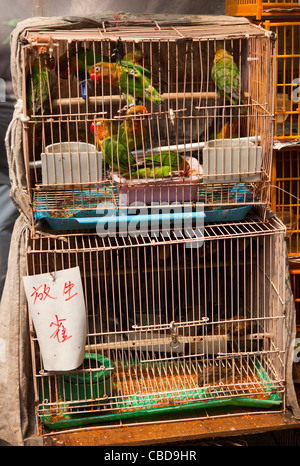 Les cages à oiseaux à Yuen Po Street Bird Garden et le marché aux fleurs, de Hong Kong, Chine Banque D'Images