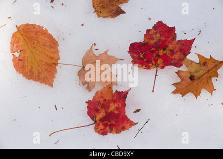 Feuilles de l'érable rouge, de hêtre et de chêne sur la neige précoce, dans les montagnes Catskill, dans l'État de New York. Banque D'Images