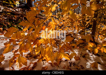 Le feuillage du Hêtre Fagus grandifolia, (également connu sous le hêtre d'Amérique du Nord) à l'automne après la neige, l'état de New York Banque D'Images