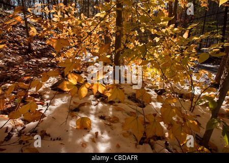 Le feuillage du Hêtre Fagus grandifolia, (également connu sous le hêtre d'Amérique du Nord) à l'automne après la neige, l'état de New York Banque D'Images