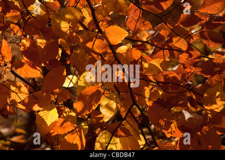 Les feuilles de l'automne du hêtre, Fagus grandifolia, également connu sous le hêtre d'Amérique du Nord. New Jersey. Banque D'Images