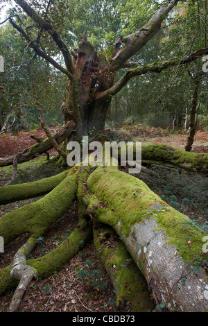 Moss et fougères poussant sur de vieux arbres dans la New Forest, Hampshire, Royaume-Uni Banque D'Images