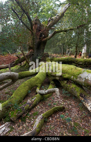 Moss et fougères poussant sur de vieux arbres dans la New Forest, Hampshire, Royaume-Uni Banque D'Images