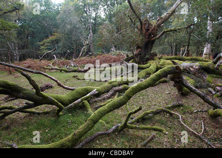 Moss et fougères poussant sur de vieux arbres dans la New Forest, Hampshire, Royaume-Uni Banque D'Images