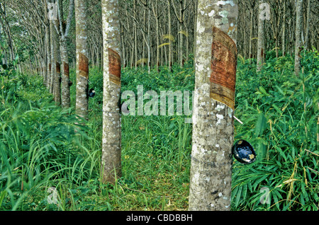 Plantation d'arbres, para la production de latex, Phuket, Thaïlande (Hevea brasiliensis) Banque D'Images