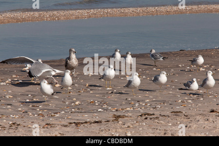 Le goéland à bec cerclé (Larus delawarensis et jeunes goélands sur la plage, à l'automne, Long Island, NY, USA. Banque D'Images