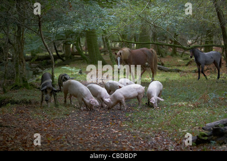 Les porcs et les chevaux en quête de glands et les graines sous l'ancien droit d pannage ou mât dans la New Forest, Hampshire, Royaume-Uni Banque D'Images