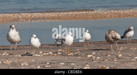 Le goéland à bec cerclé (Larus delawarensis et jeunes goélands sur la plage, à l'automne, Long Island, NY, USA. Banque D'Images