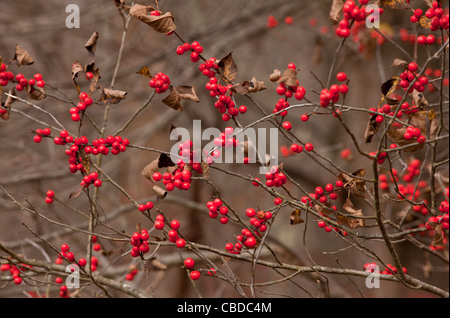 American Winterberry Ilex verticillata, fruits rouges  =Aulne Alder Brook, houx verticillé, Canada Coralberry holly, Holly, de feuillus Banque D'Images