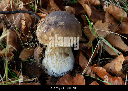 Penny Bun Boletus edulis Banque D'Images