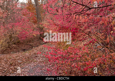 Feuillage de l'automne de la fusée ailée, ailé (Euonymus, Burning Bush), Euonymus alatus ; Halle ravin, à l'automne ; l'État de New York Banque D'Images