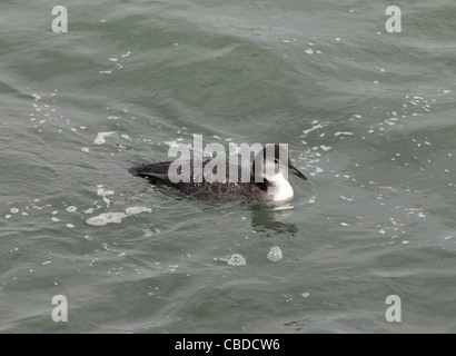 Plongeon huard, Gavia immer sur la mer ouverte en hiver, au large de Long Island, NY, USA Banque D'Images