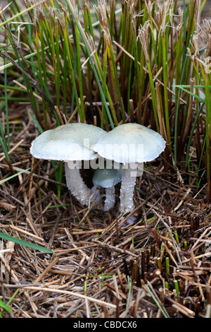 Stropharia caerulea Blue Roundhead croissante des organes de fructification avec Rush commun Banque D'Images