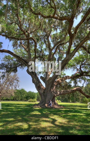 Le champion de l'État de Floride Chêne Cellon Live Oak Tree près de Gainesville, Floride Banque D'Images