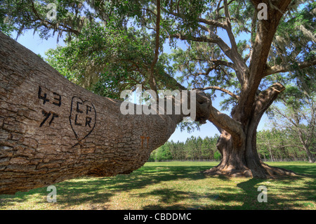 Le champion de l'État de Floride Chêne Cellon Live Oak Tree près de Gainesville, Floride Banque D'Images