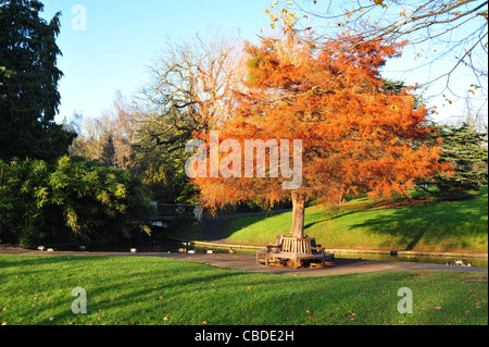 Arbre d'automne à Royal Victoria Park, Bath, Angleterre Banque D'Images