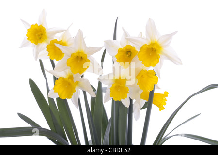 Fleurs de Printemps sur fond blanc Banque D'Images