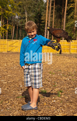 Un garçon de huit ans est titulaire d'un Harris Hawk à l'oiseau de proie à Center Parcs dans l'expérience Elveden près de Thetford , Royaume-Uni Banque D'Images