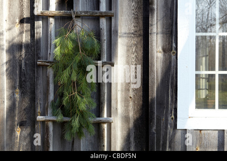 De couronnes de pin naturel Banque D'Images
