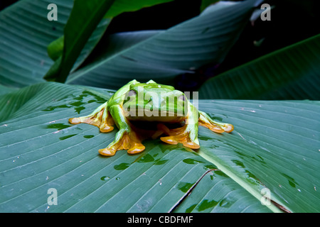 Un énorme flying tree frog clignote pour l'appareil photo au Costa Rica. Banque D'Images