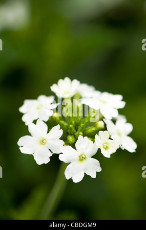 Verveine 'cascade' blanc en fleur Banque D'Images