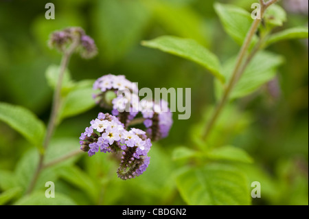 Mauve pâle Heliotropium en fleur Banque D'Images