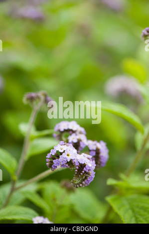 Mauve pâle Heliotropium en fleur Banque D'Images