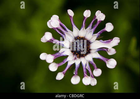 Osteospermum 'White Whirls', Daisy africains, en fleurs Banque D'Images