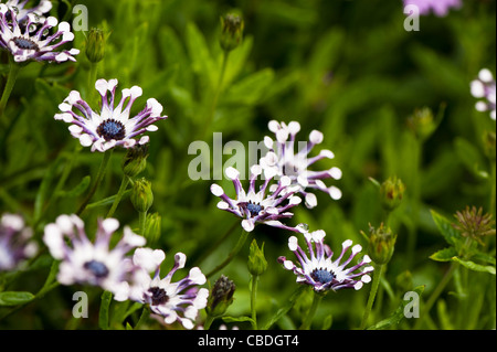 Osteospermum 'White Whirls', Daisy africains, en fleurs Banque D'Images