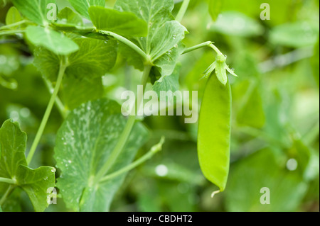 Pisum sativum var. macrocarpon 'Oregon Pod', mange-Sucre Banque D'Images