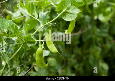 Pisum sativum var. macrocarpon 'Oregon Pod', mange-Sucre Banque D'Images