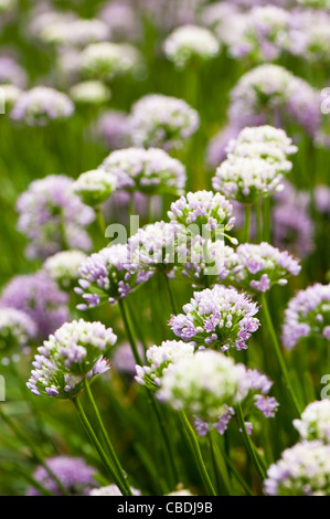 L'ail Allium angulosum, souris Banque D'Images