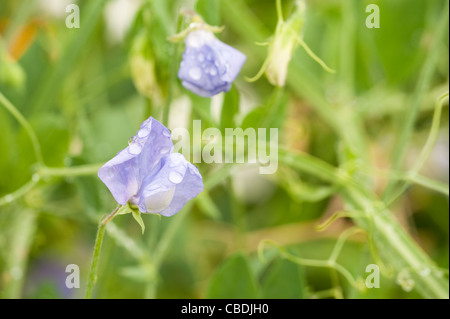 Sweet Pea, Lathyrus odoratus 'Flora Norton Banque D'Images