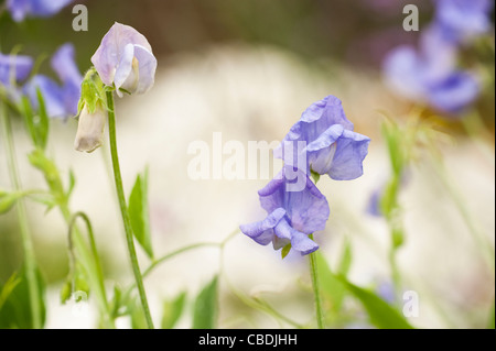 Sweet Pea, Lathyrus odoratus 'Flora Norton Banque D'Images