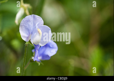 Sweet Pea, Lathyrus odoratus 'Flora Norton Banque D'Images