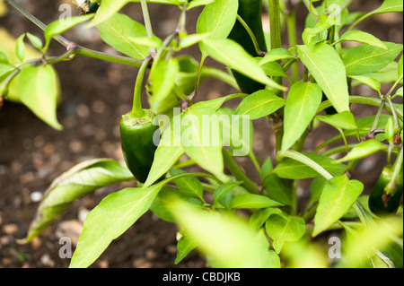 'Piment Jalapeno chaleur d'été', Capsicum annuum Banque D'Images