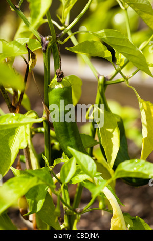 Le piment doux 'Red' Grill savoureux Capsicum annuum var. annuum Banque D'Images