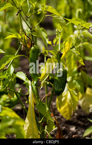 Le piment doux 'Red' Grill savoureux Capsicum annuum var. annuum Banque D'Images