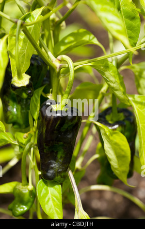 Le poivron jaune' 'Tasty Grill Capsicum annuum var. annuum Banque D'Images