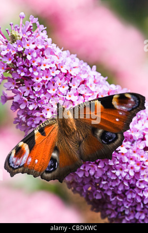 Papillon paon ou Inachis io sur rose fleurs à Budleia ou arbre aux papillons Banque D'Images