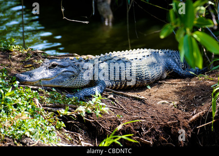 Un alligator se reposer au soleil dans les marais du parc national des Everglades, en Floride. Banque D'Images