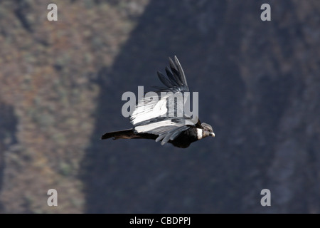 Condor (mâle) planeur dans le Canyon de Colca, Pérou Banque D'Images