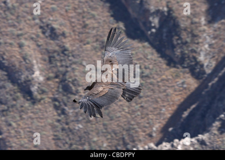 Condor (juvénile) planeur dans le Canyon de Colca, Pérou Banque D'Images