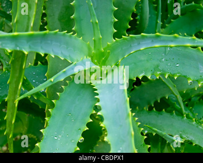 Close up of Aloe Vera cactus. Banque D'Images