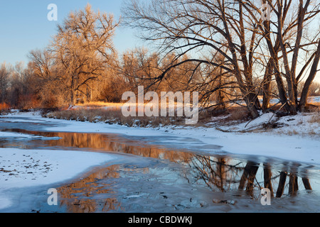 Cache partiellement gelé la poudre rivière avec des arbres cottonwood à Fort Collins, Colorado Banque D'Images