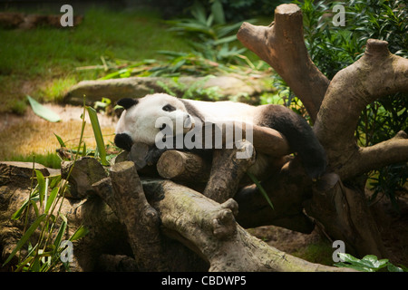 Le Panda Géant, Ocean Park, Hong Kong, Chine Banque D'Images