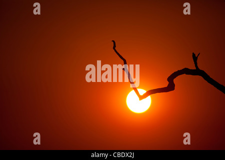Direction générale de l'arbre mort silhouetté contre le soleil couchant dans la région de Bangolo dans Kruger National Park, Afrique du Sud Banque D'Images
