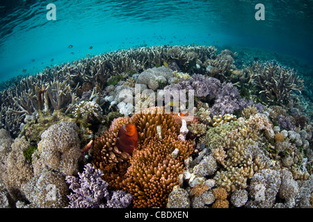 Un Spinecheek, Premnas biaculeatus poisson clown, s'étire sur son hôte, l'anémone Entacmaea quadricolor, sur un récif peu profond. Banque D'Images