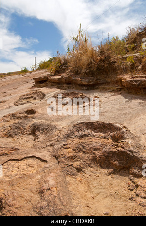 Traces de dinosaures fossilisées dans Torotoro parc national en Bolivie pensé pour être empreintes de sauropodes du Crétacé, Banque D'Images