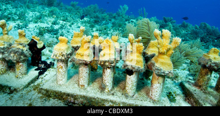 Projet de réhabilitation des récifs par la transplantation de corail Elkhorn Banque D'Images